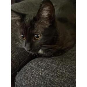 Lost Cat Sky (black girl cat)