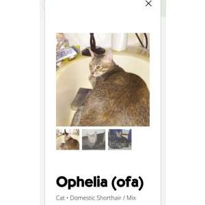 Image of Ophelia (ofa), Lost Cat