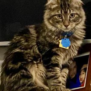 Image of Milo, Lost Cat
