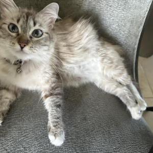 Image of Migi, Lost Cat