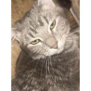 Image of Mile, Lost Cat