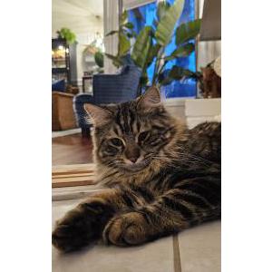 Image of Misho, Lost Cat