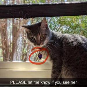 Image of Joanie, Lost Cat