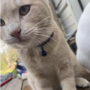 Lost Cat Whiskey