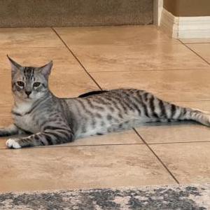 Image of Chase, Lost Cat