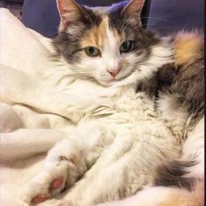 Image of Nicki, Lost Cat