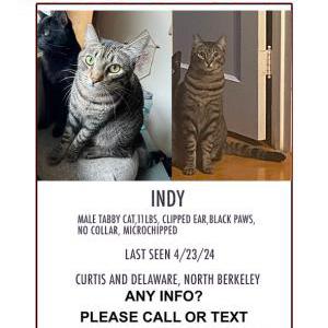 Image of Indy, Lost Cat