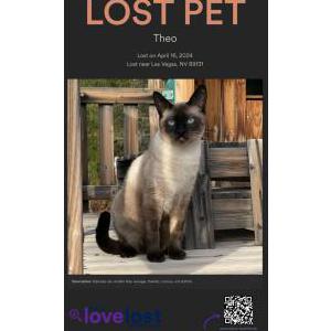 Lost Cat Theo