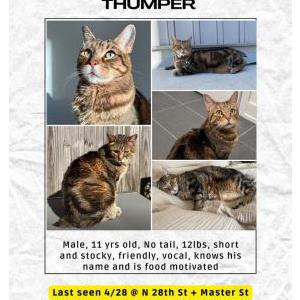 Lost Cat Thumper