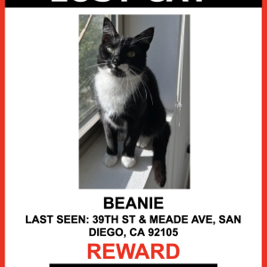 Lost Cat Beanie