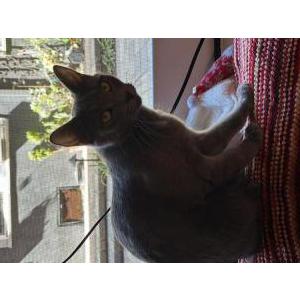 Image of Dolly, Lost Cat