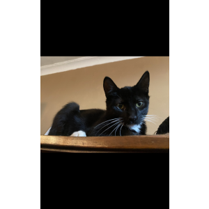Image of Remy, Lost Cat