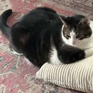 Lost Cat Wolvey