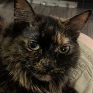Image of Snickers, Lost Cat