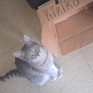 Image of Kiriko, Lost Cat