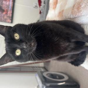 Image of Lucy  “black cat”, Lost Cat