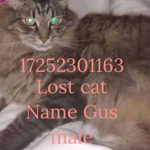 Lost Cat Gus