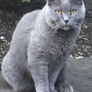 Image of Bleu, Lost Cat
