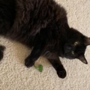 Lost Cat Anise