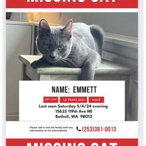 Lost Cat Emmett