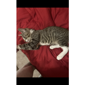 Image of Tyga, Lost Cat