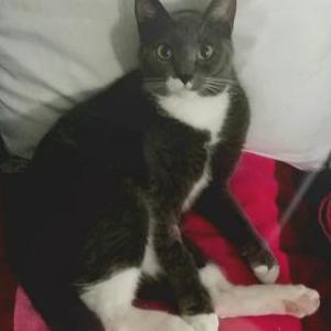 Lost Cat Ahlee