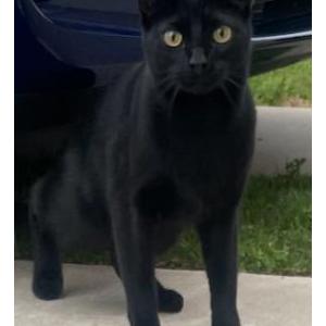 Image of Forest / Colins, Lost Cat