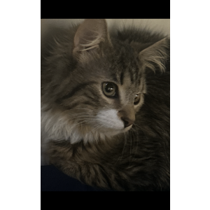 Image of Niko, Lost Cat