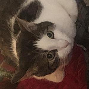 Image of Gimli, Lost Cat