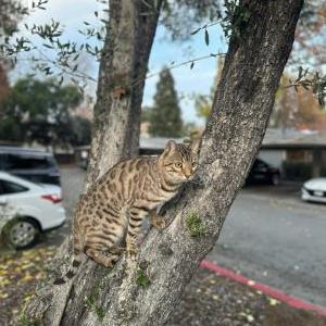 Image of Escrow, Lost Cat