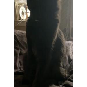 Lost Cat Lilith/Lillie