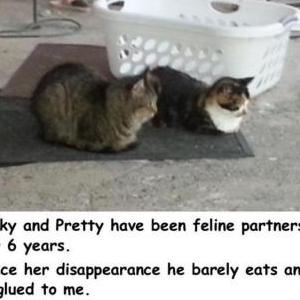 2nd Image of Pretty, Lost Cat