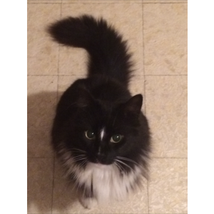 2nd Image of Shadow Alfonso, Lost Cat