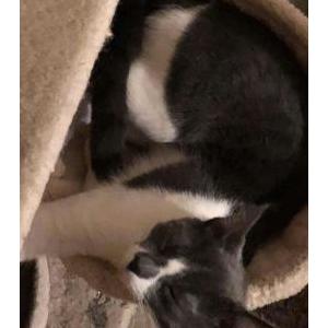 2nd Image of Oreo, Lost Cat