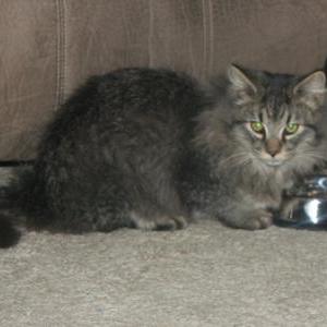 2nd Image of Sheba, Lost Cat