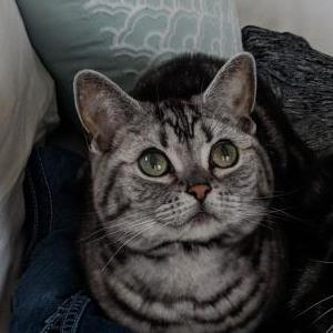 2nd Image of Tabby, Lost Cat