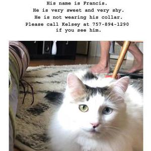2nd Image of Francis, Lost Cat