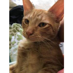 2nd Image of Cheeto, Lost Cat