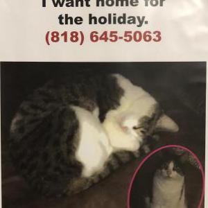 2nd Image of Simi, Lost Cat