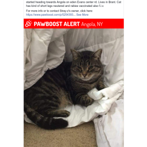 2nd Image of Stray-Z, Lost Cat