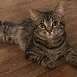 2nd Image of Nugget, Lost Cat