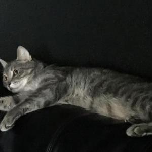2nd Image of BUgges, Lost Cat