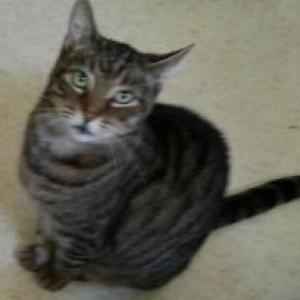 2nd Image of Stripey, Lost Cat