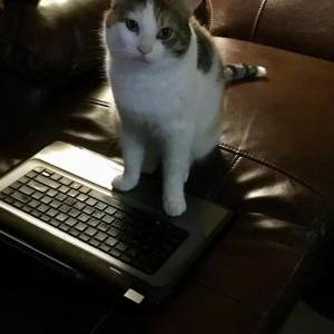 2nd Image of Lucy, Lost Cat