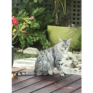 2nd Image of Leo, Lost Cat