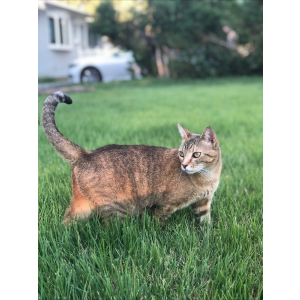 2nd Image of Mama, Lost Cat