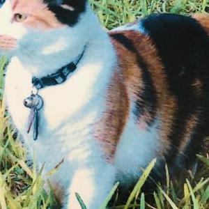 2nd Image of Millie, Lost Cat