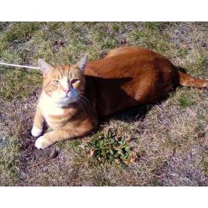 lost cat scarborough