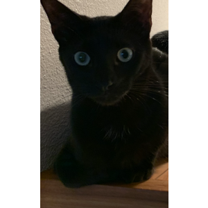 2nd Image of Leon, Lost Cat