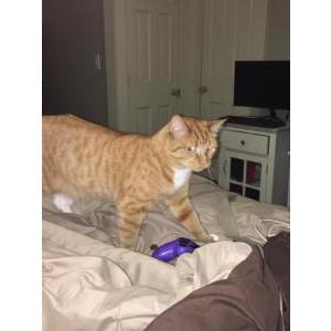 lost cat scarborough